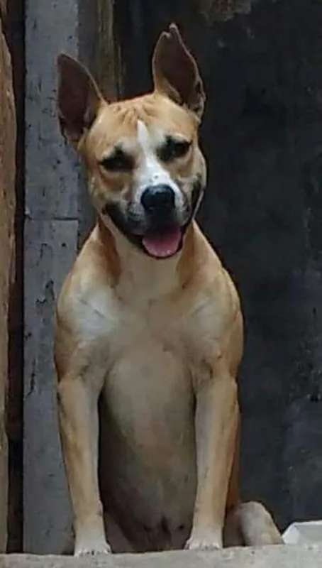 Cachorro raça American staffordshire terrier idade 5 anos nome thor