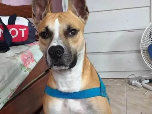 Cachorro raça American staffordshire terrier idade 5 anos nome thor