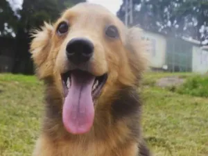 Cachorro raça SRD idade 2 a 6 meses nome SANDY BABY