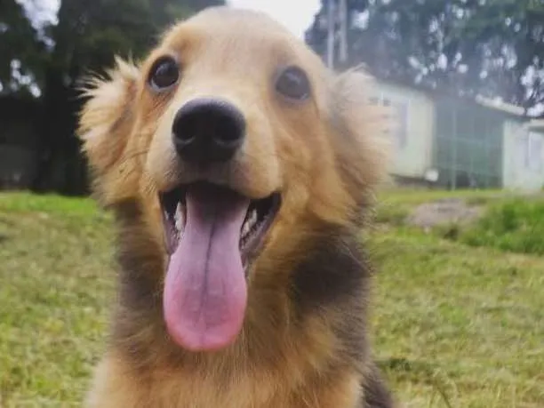 Cachorro ra a SRD idade 2 a 6 meses nome SANDY BABY