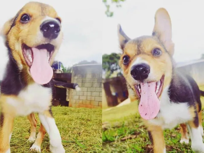 Cachorro ra a SRD idade 2 a 6 meses nome LUANA BABY