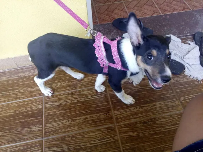 Cachorro ra a SRD idade 2 a 6 meses nome Athena