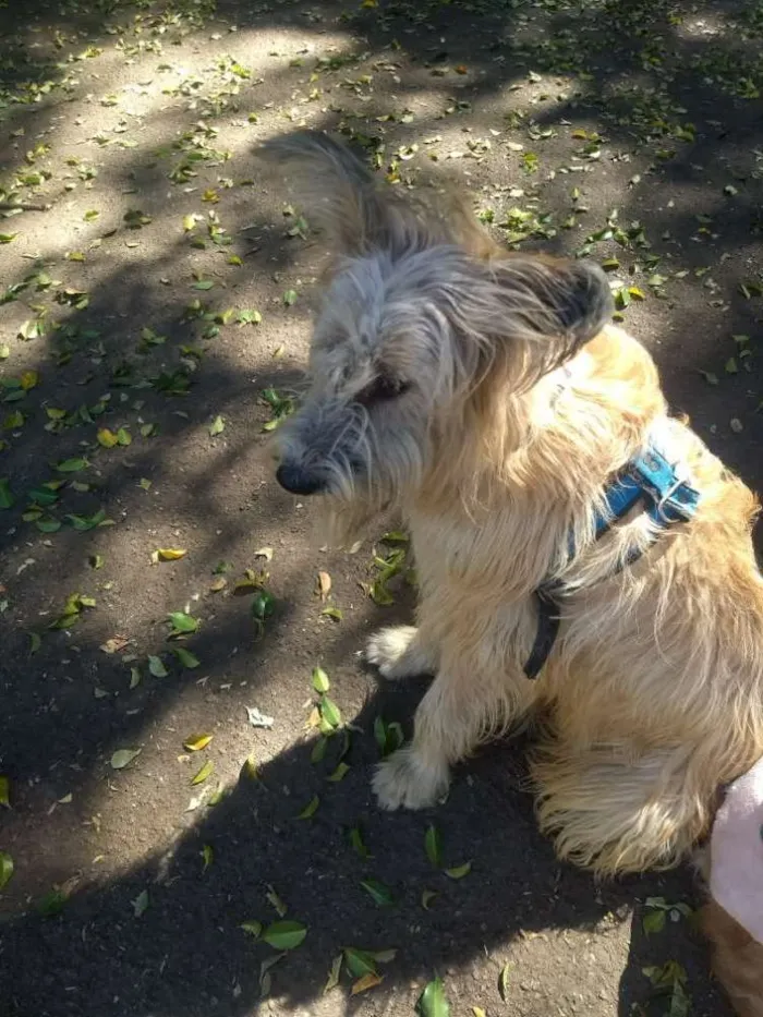 Cachorro ra a Sheep Dog idade 2 anos nome Zeus