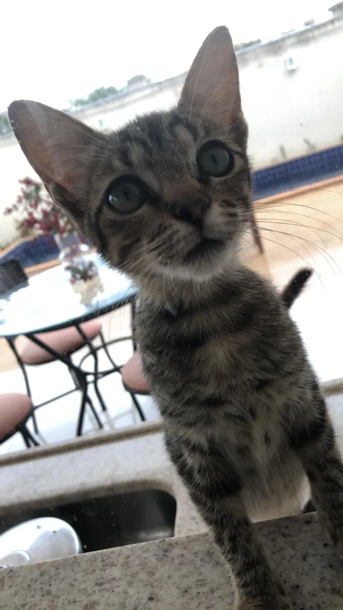 Gato raça  idade 2 a 6 meses nome Nalu