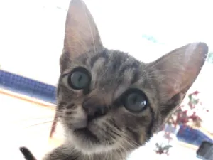 Gato raça  idade 2 a 6 meses nome Nalu