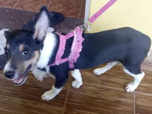 Cachorro raça SRD idade 2 a 6 meses nome Athena