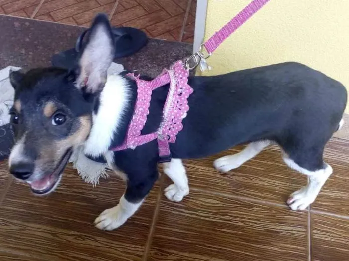 Cachorro ra a SRD idade 2 a 6 meses nome Athena