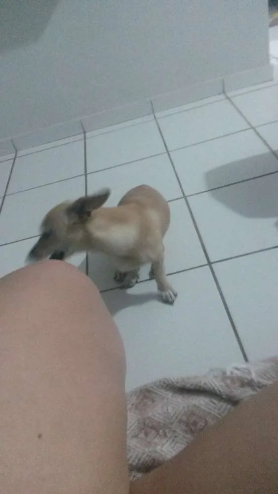 Cachorro ra a S/ raça  idade 2 a 6 meses nome Sofia