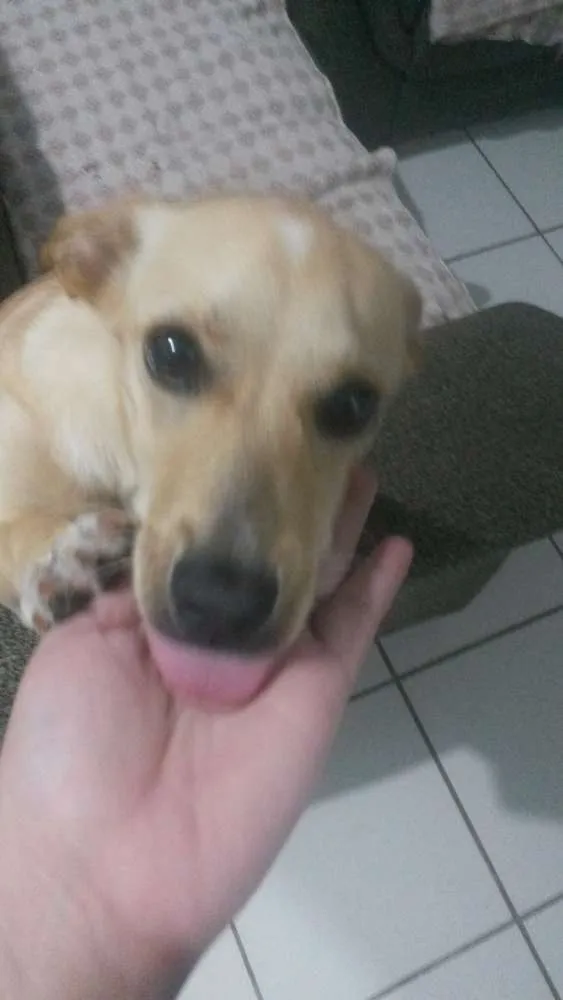 Cachorro ra a S/ raça  idade 2 a 6 meses nome Sofia