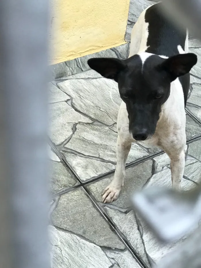 Cachorro ra a SRD idade 2 anos nome Sem nome