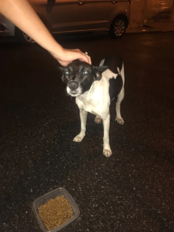 Cachorro ra a SRD idade 2 anos nome Sem nome