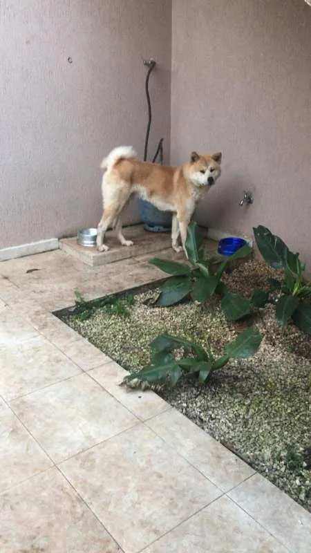 Cachorro ra a Akita idade 1 ano nome Boaz