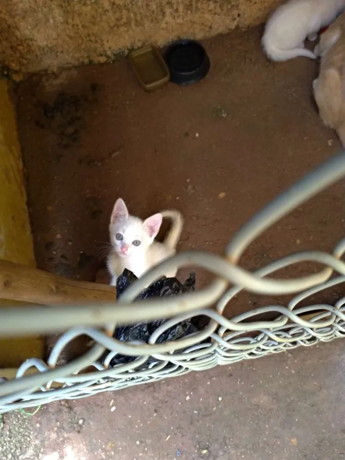 Gato ra a SRD idade 7 a 11 meses nome Penny