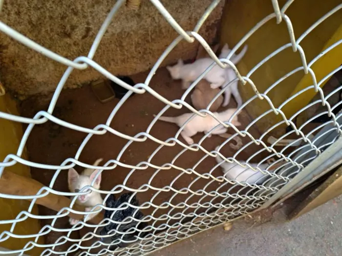 Gato ra a SRD idade 7 a 11 meses nome Penny