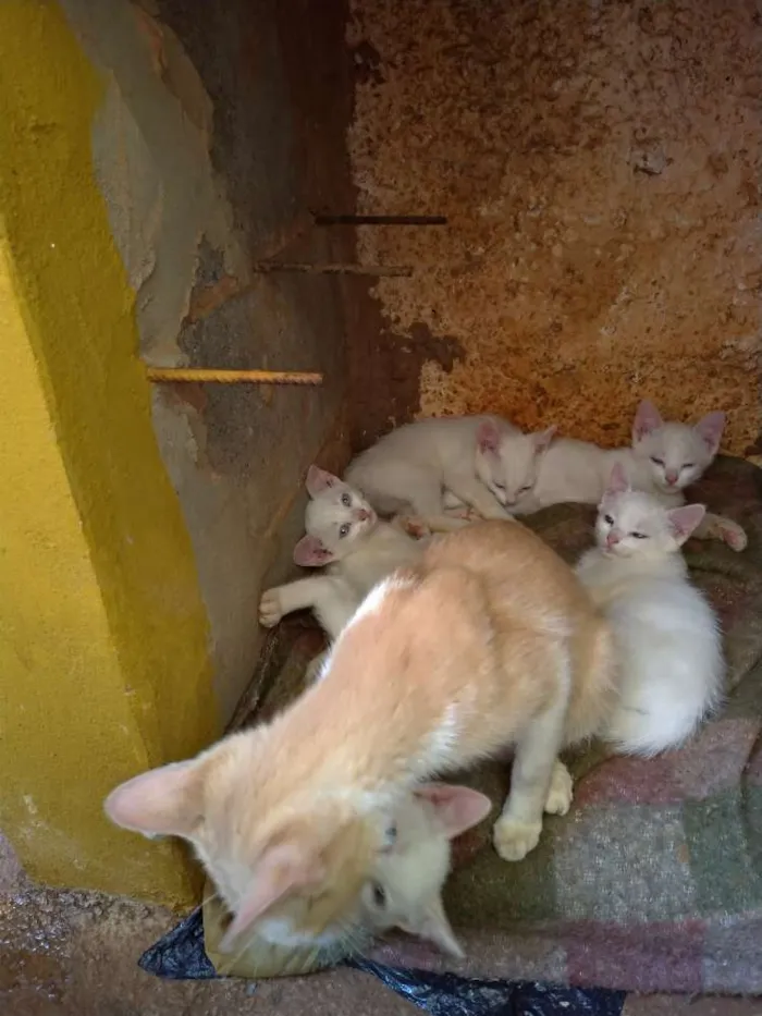 Gato ra a SRD idade 7 a 11 meses nome Penny
