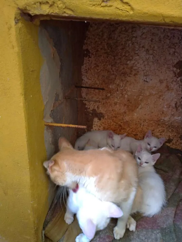 Gato ra a SRD idade 7 a 11 meses nome Penny