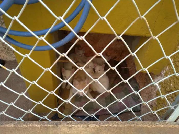 Gato ra a SRD idade 7 a 11 meses nome Penny