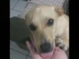 Sofia