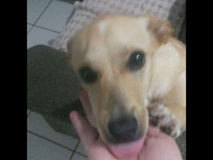 Cachorro ra a S/ raça  idade 2 a 6 meses nome Sofia