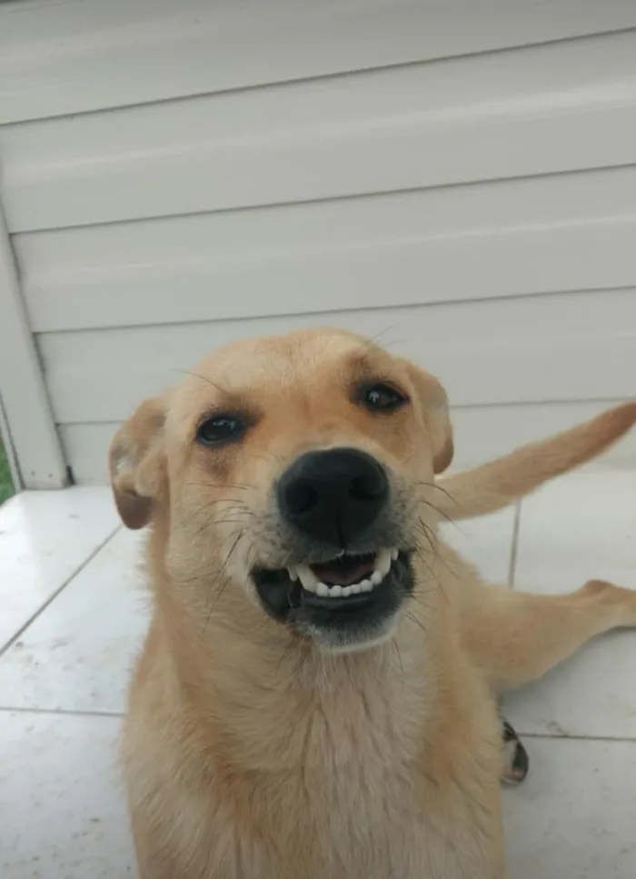 Cachorro ra a Vira lata idade 7 a 11 meses nome Daci