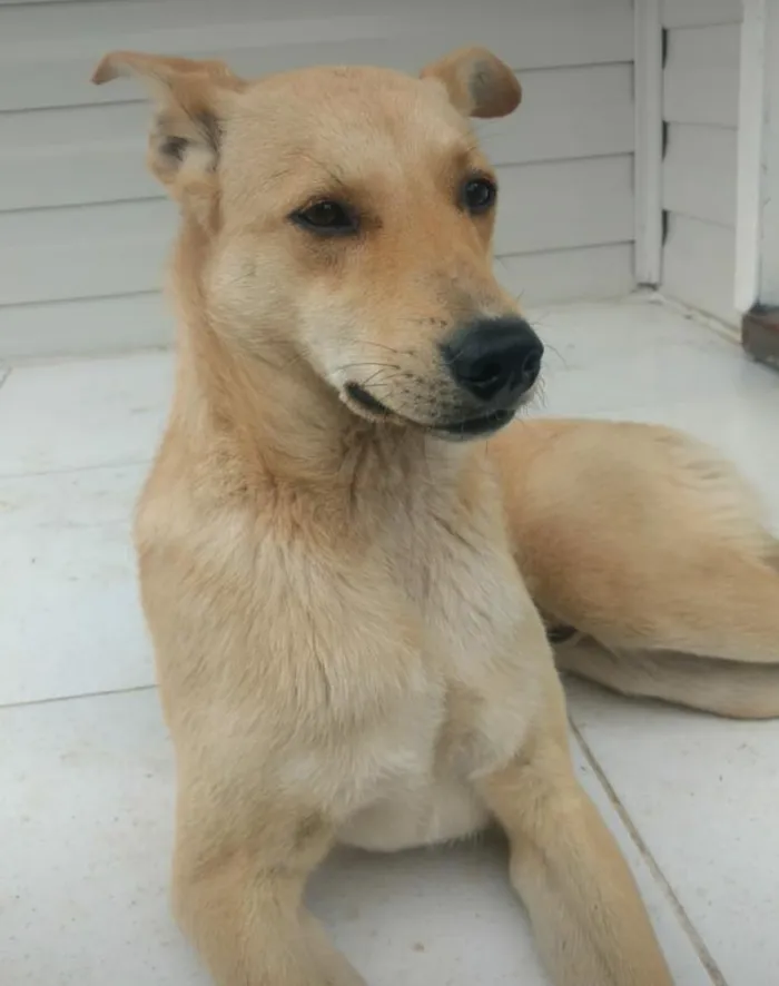 Cachorro ra a Vira lata idade 7 a 11 meses nome Daci