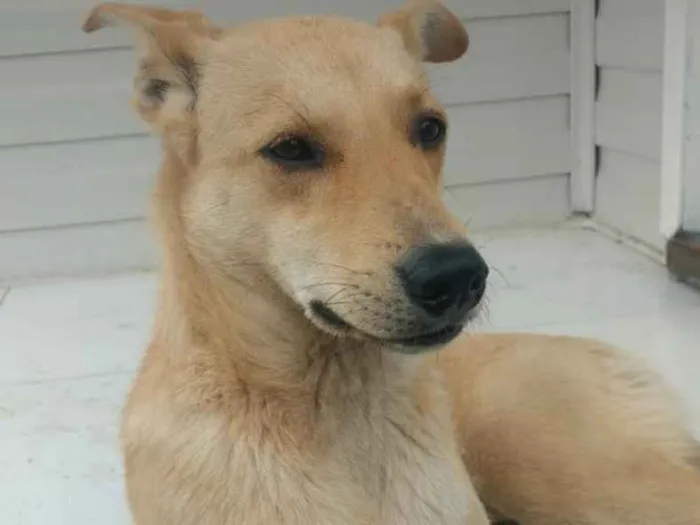 Cachorro ra a Vira lata idade 7 a 11 meses nome Daci