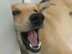 Cachorro raça Vira lata idade 7 a 11 meses nome Daci