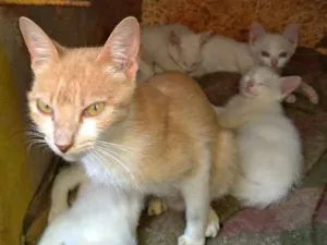 Gato raça SRD idade 7 a 11 meses nome Penny