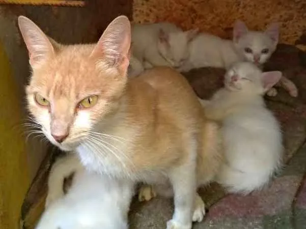 Gato ra a SRD idade 7 a 11 meses nome Penny