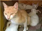 Gato raça SRD idade 7 a 11 meses nome Penny