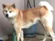 Cachorro raça Akita idade 1 ano nome Boaz