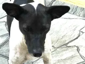 Cachorro raça SRD idade 2 anos nome Sem nome