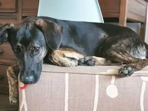 Cachorro raça SRD idade  nome Farrock