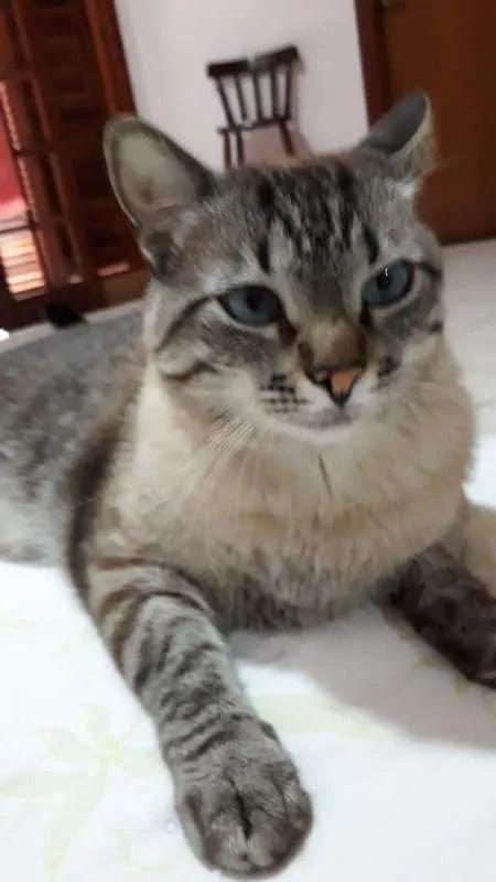 Gato ra a Vira lata idade 6 ou mais anos nome Sushi