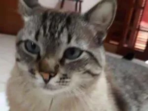 Gato raça Vira lata idade 6 ou mais anos nome Sushi