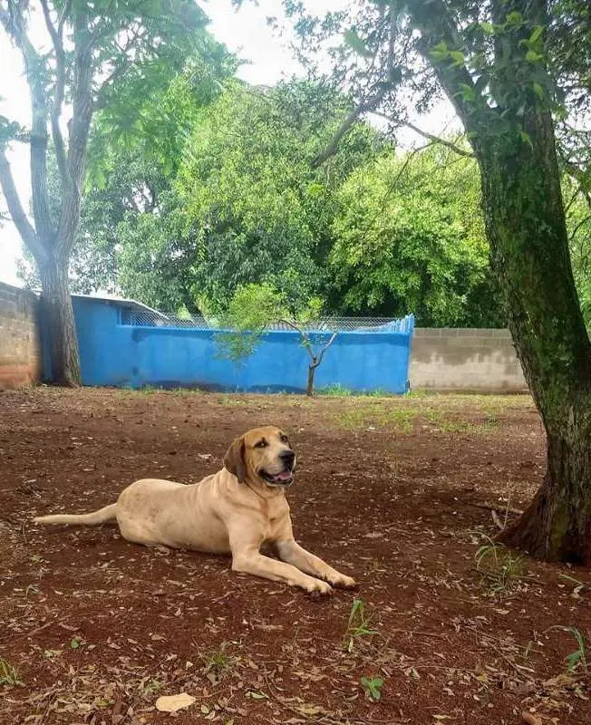 Cachorro ra a SRD idade 5 anos nome Gandhi 