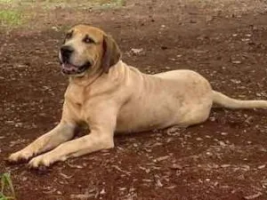 Cachorro raça SRD idade 5 anos nome Gandhi 