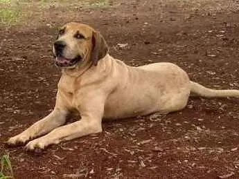 Cachorro ra a SRD idade 5 anos nome Gandhi 