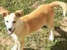 Cachorro raça vira lata idade 7 a 11 meses nome Mel