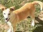 Cachorro raça vira lata idade 7 a 11 meses nome Mel