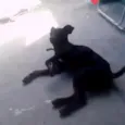 preto