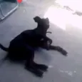 preto