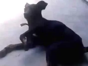 Cachorro raça vira lata idade 1 ano nome preto