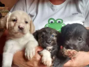 Cachorro raça Sem raça definida idade Abaixo de 2 meses nome Filhote