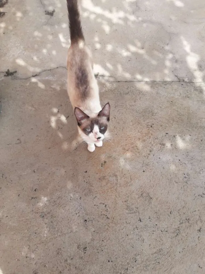 Gato ra a Siamesa  idade 7 a 11 meses nome Lilica