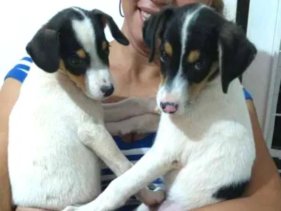 Cachorro raça Não sei idade 2 a 6 meses nome Não tem nome