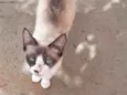 Lilica