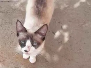 Gato raça Siamesa  idade 7 a 11 meses nome Lilica