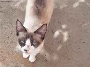 Gato ra a Siamesa  idade 7 a 11 meses nome Lilica