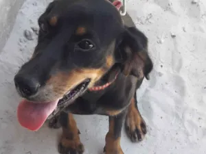 Cachorro raça Misturada idade 1 ano nome Lobinha